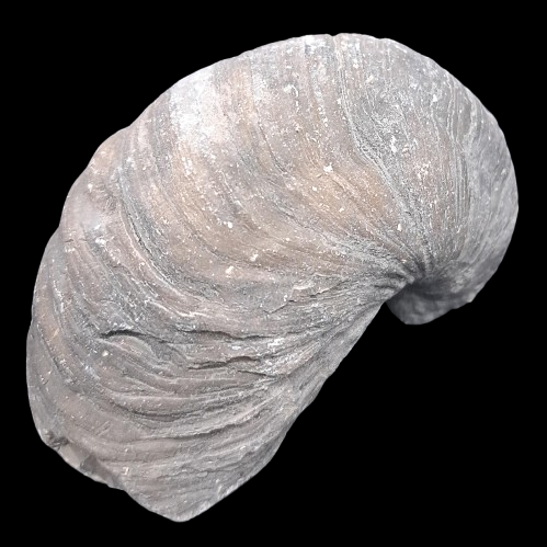 Gryphaea arcuata