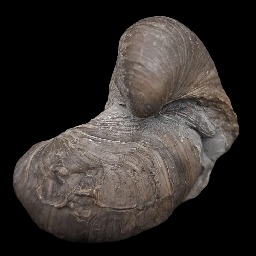 Gryphaea arcuata Doublets