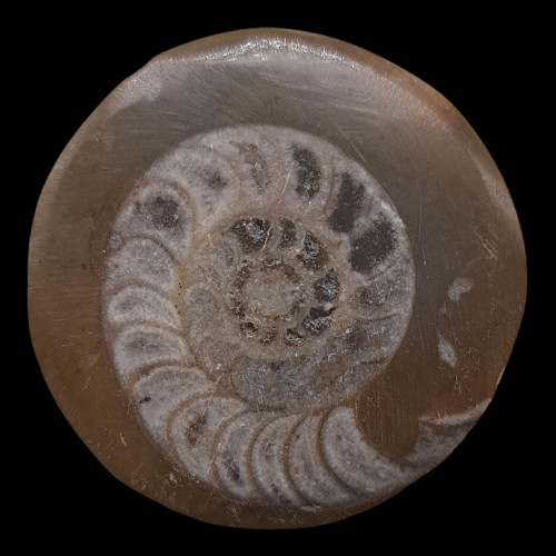 Goniatite Buttons (Polished)
