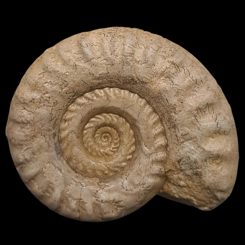 Hildoceras sp.