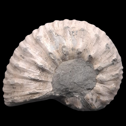Liparoceras cheltiense