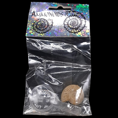Ammonite Study Pack