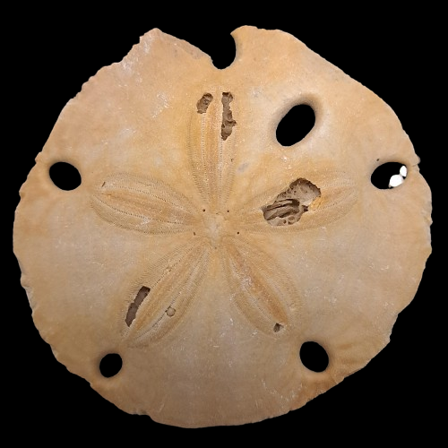 Mellitella californicus