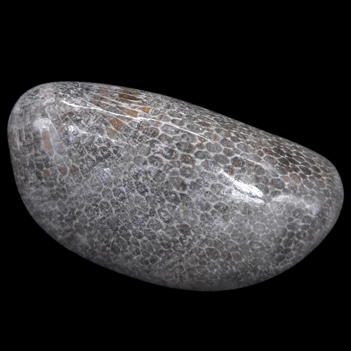 Bryozoan (Polished)