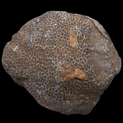 Bryozoan (Rough)
