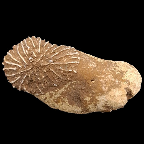 Reptoclausa hagenowi