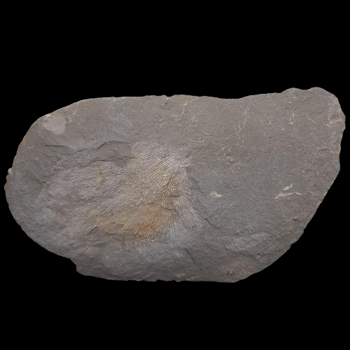 Fenestella sp.