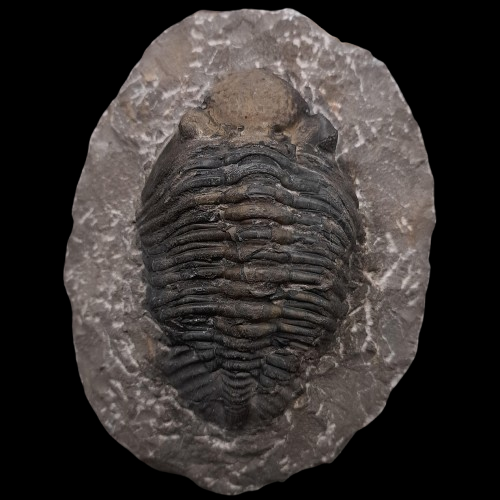 Eldredgeops (Phacops) rana Display Piece - 1