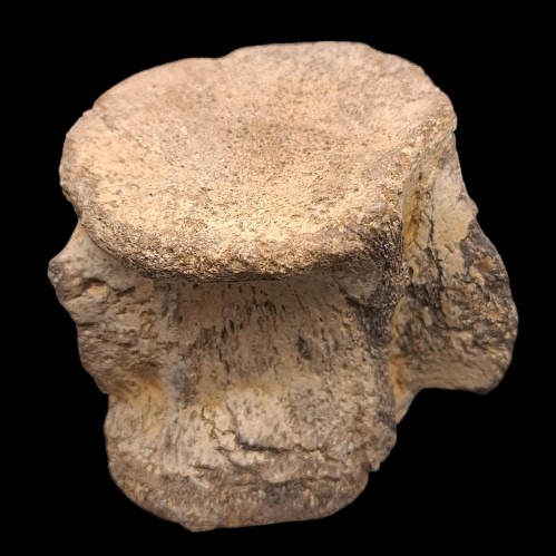 Colymbosaurus megadeirus (1)