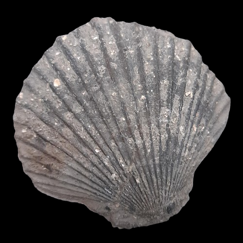 Eopecten inequivalvis