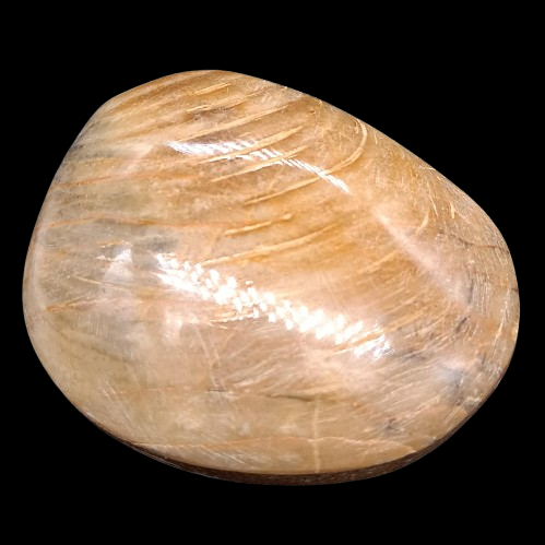 Polished Bivalve (sp)