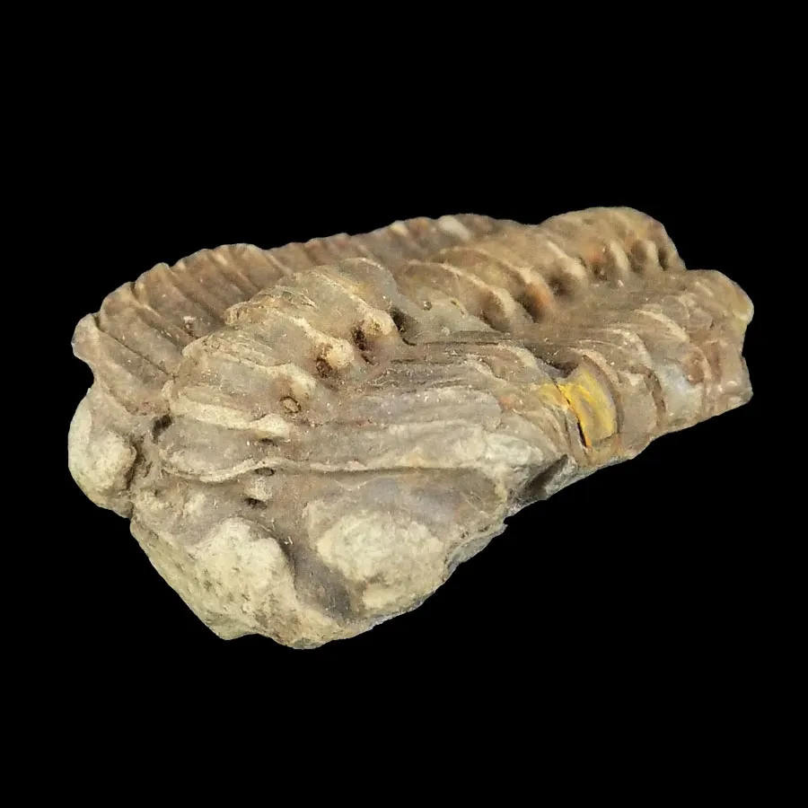 Phacops latifrons
