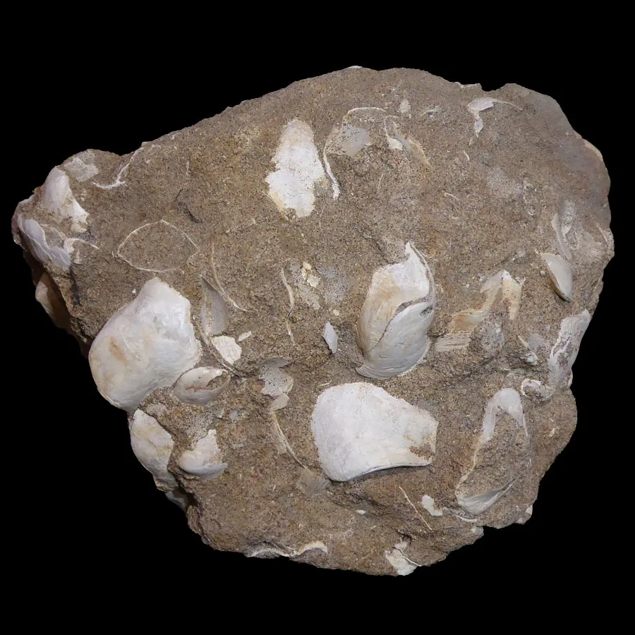 Sellithyris sella in Matrix