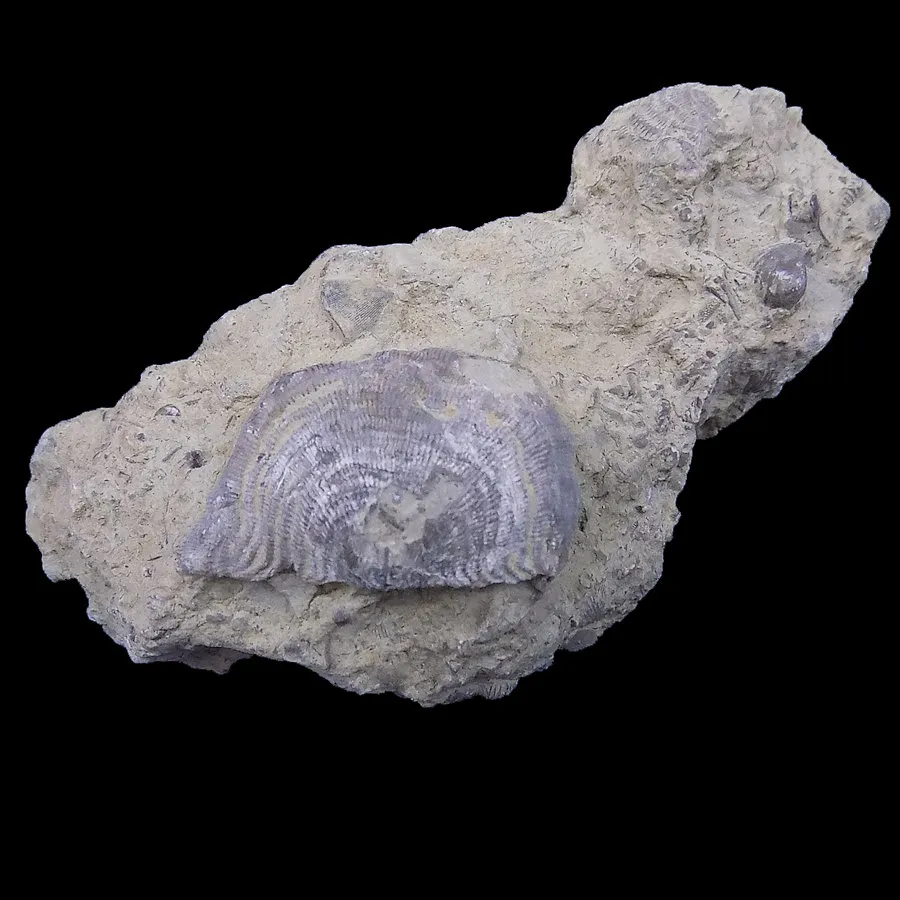 Leptaena depressa