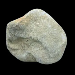 Palaeofavosites