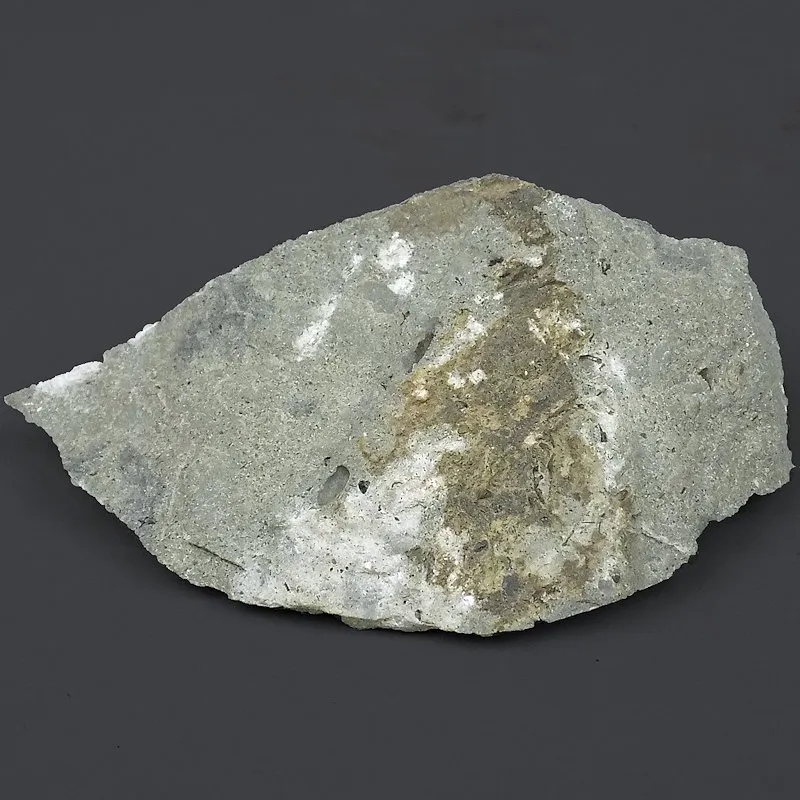 Beetle Remains