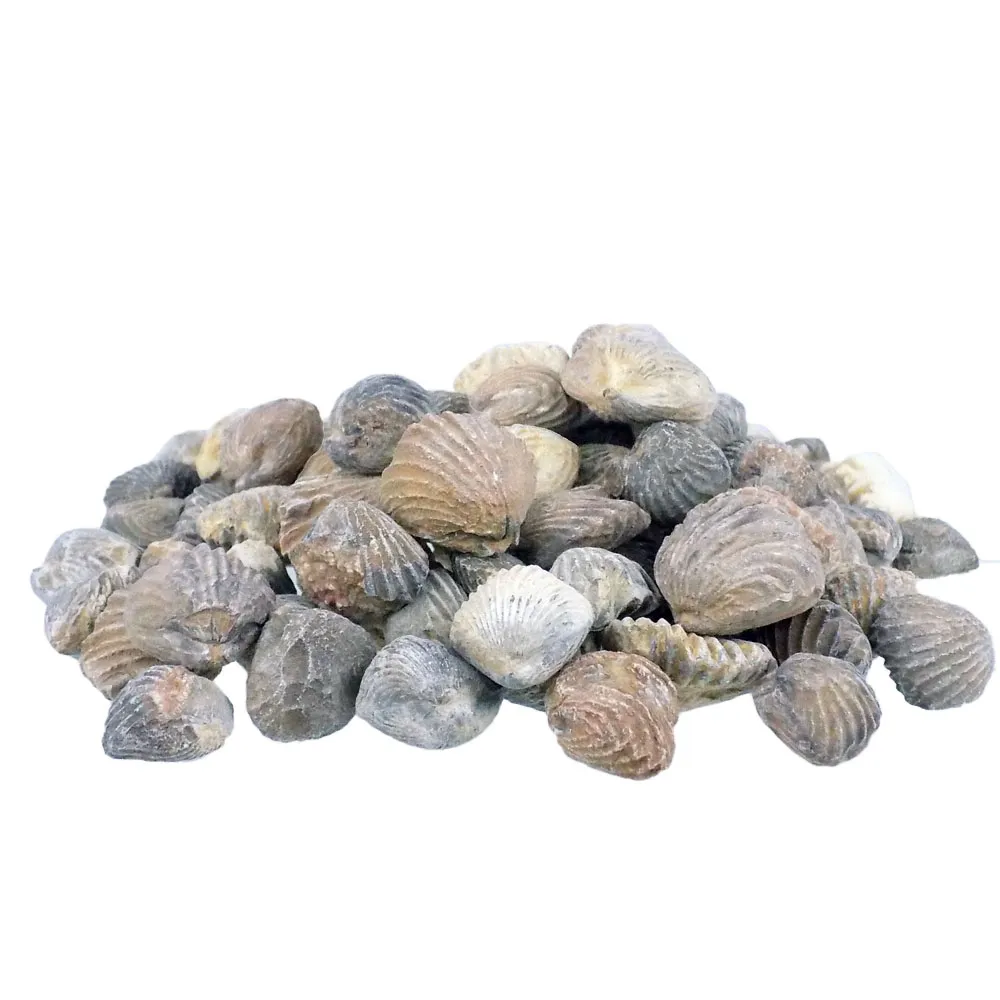 Rhynchonellid - Brachiopod