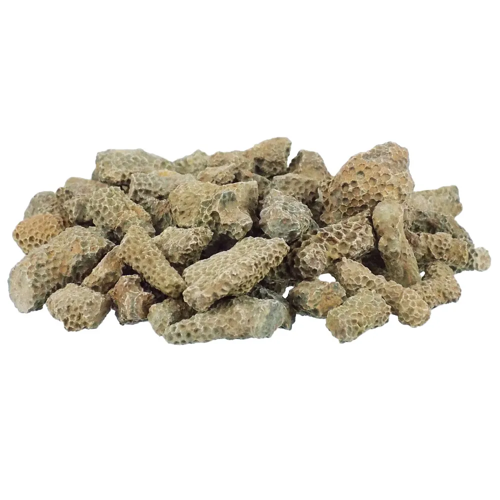 Branch Coral
