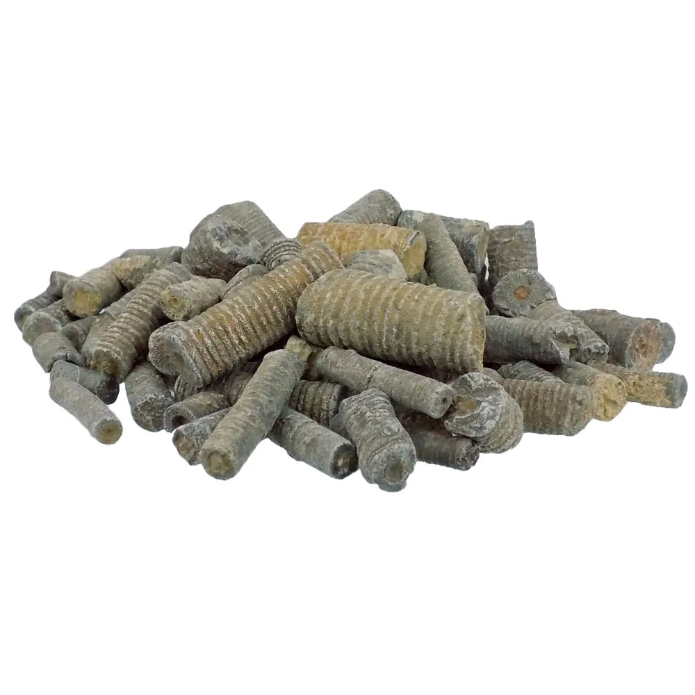 Crinoid Stems - Morocco