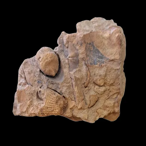 Fossiliferous Sandstone - Gloucestershire