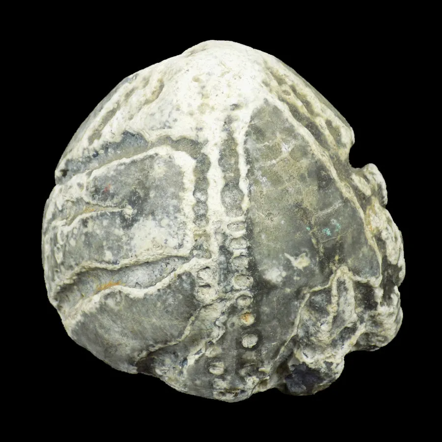 Flint Replaced Echinoids - Norfolk, UK
