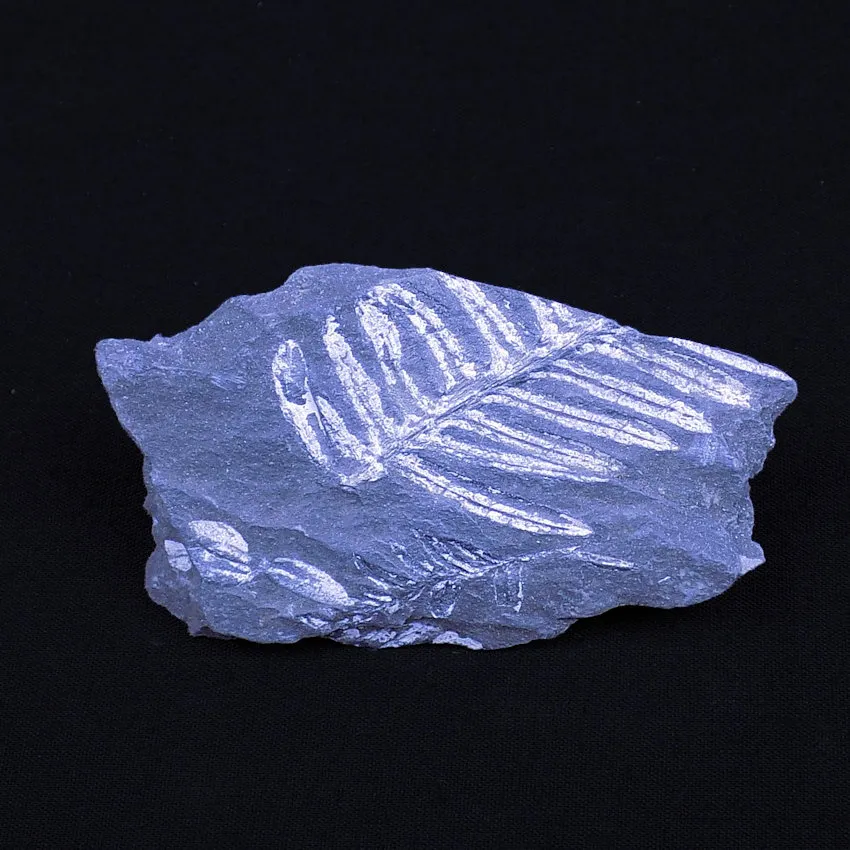 Carboniferous Plant - Pennsylvania