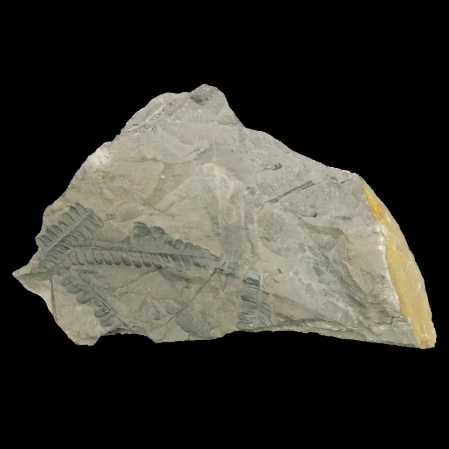 Alethopteris sp.