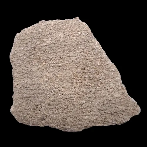 Dinosaur Eggshell - Patagonia