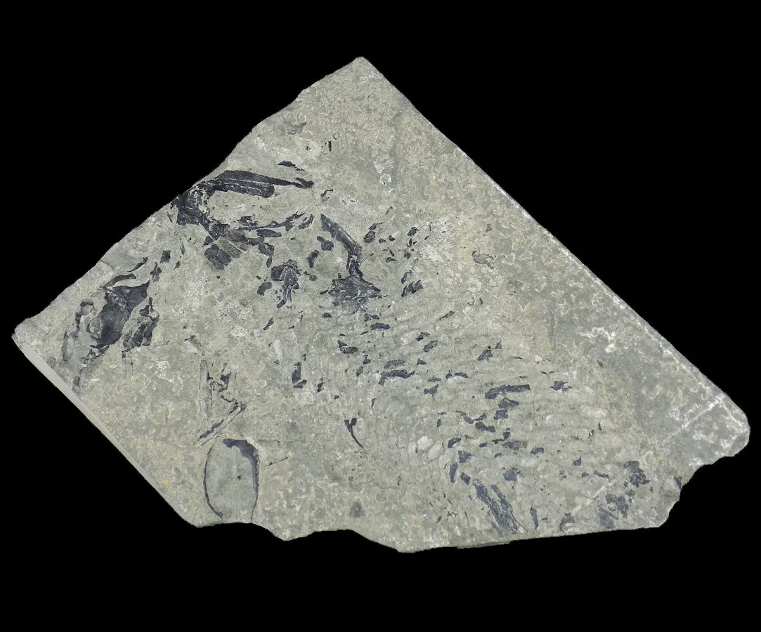 Osteolepis