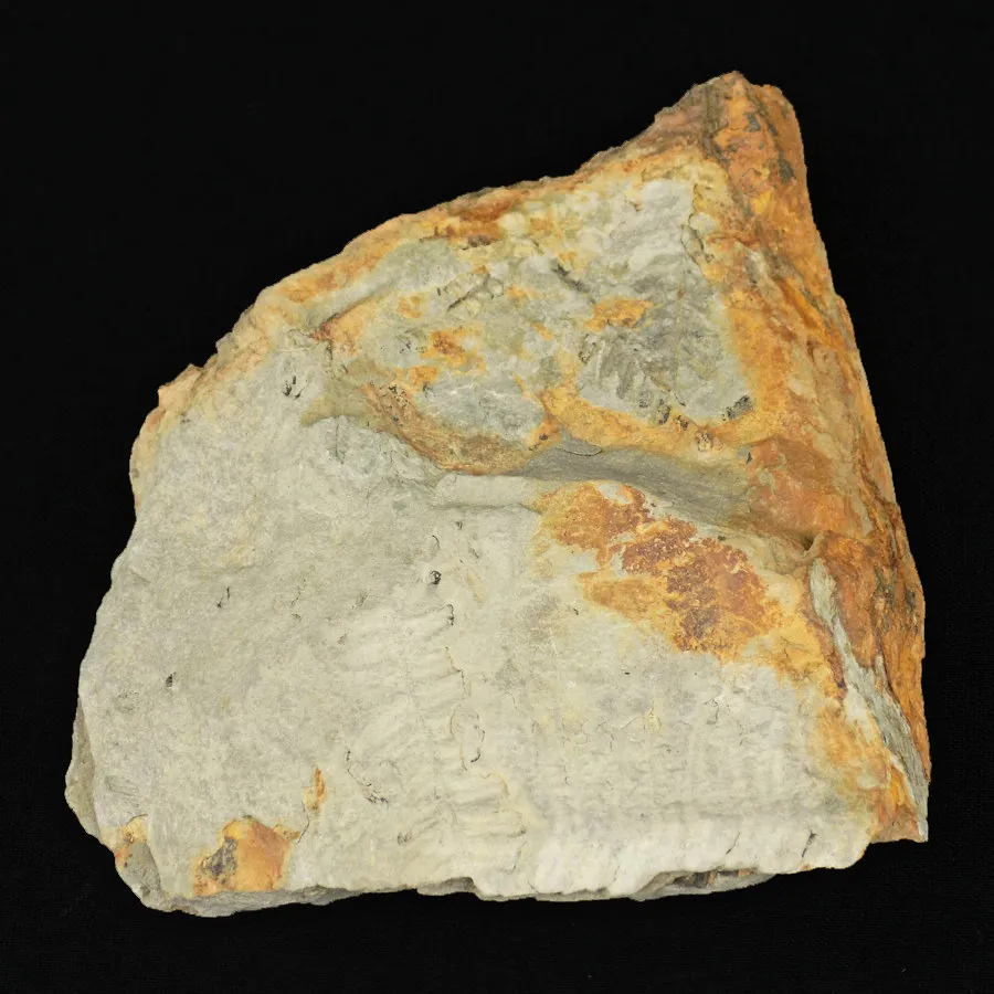 Fossil Fern Sp.