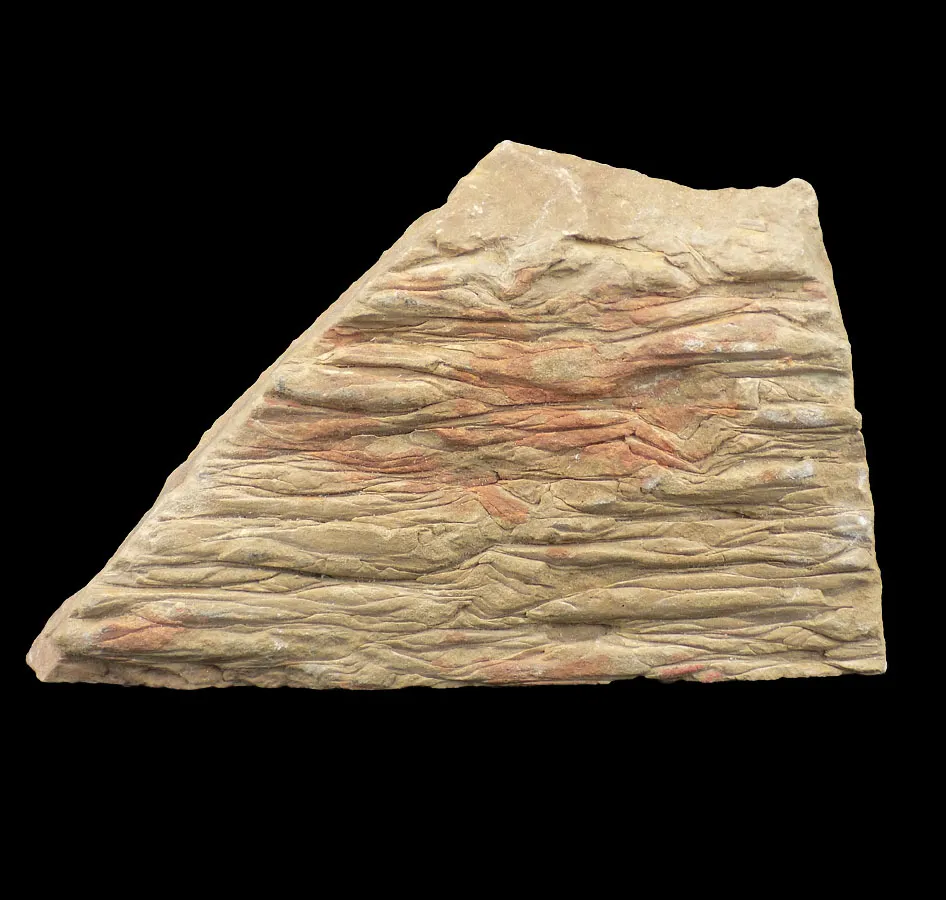Lepidodendron Sp.