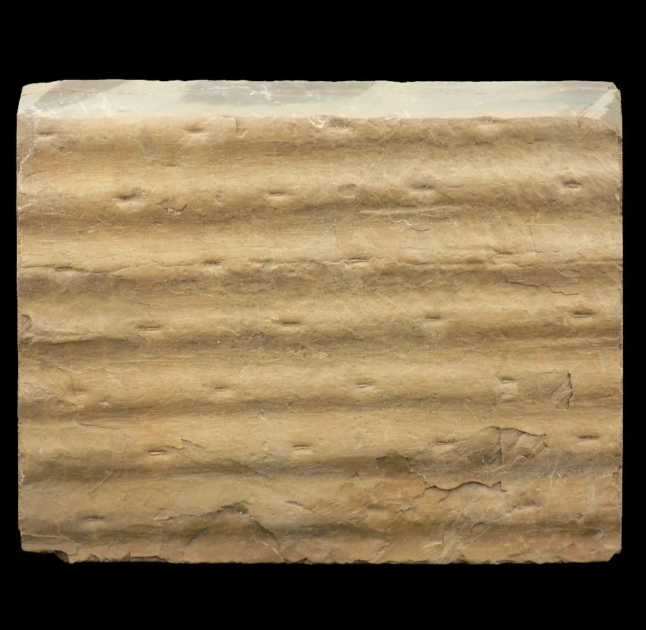 Sigillaria Sp.