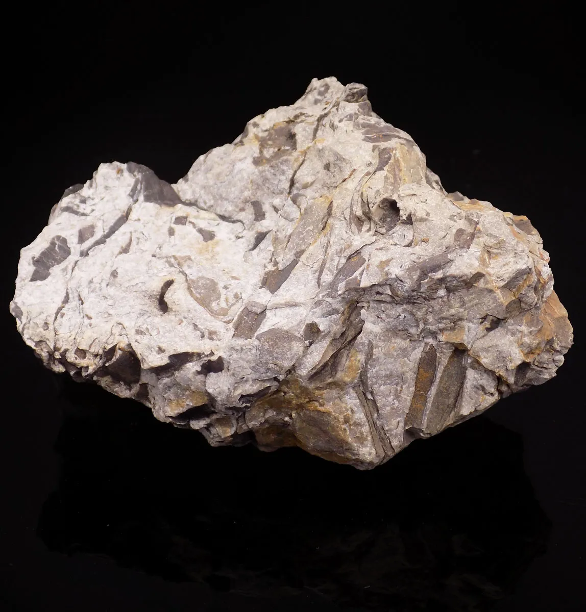 Sandstone (Fossiliferous) - Scotland