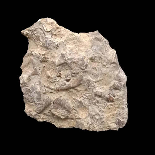 Reef Limestone
