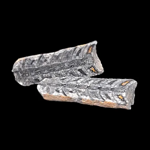 Orthoceras Pairs - Cut and Polished