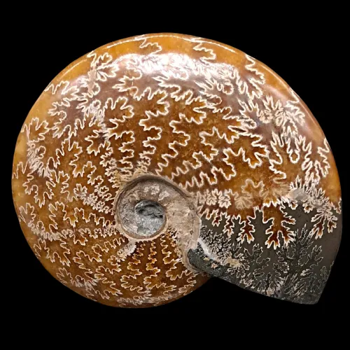 Ammonites - Polished (Madagascar)