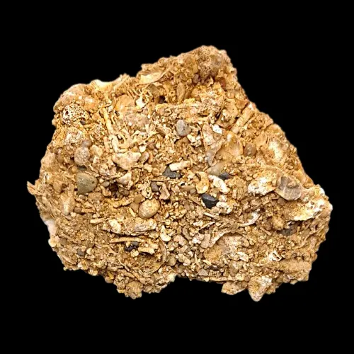 Conglomerate (Fossiliferous) - Faringdon