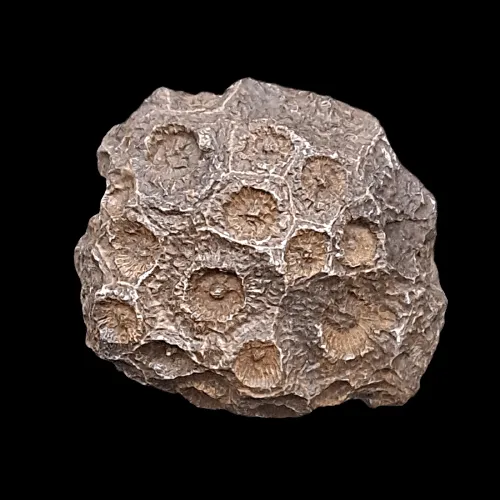 Hexagonaria Sp.