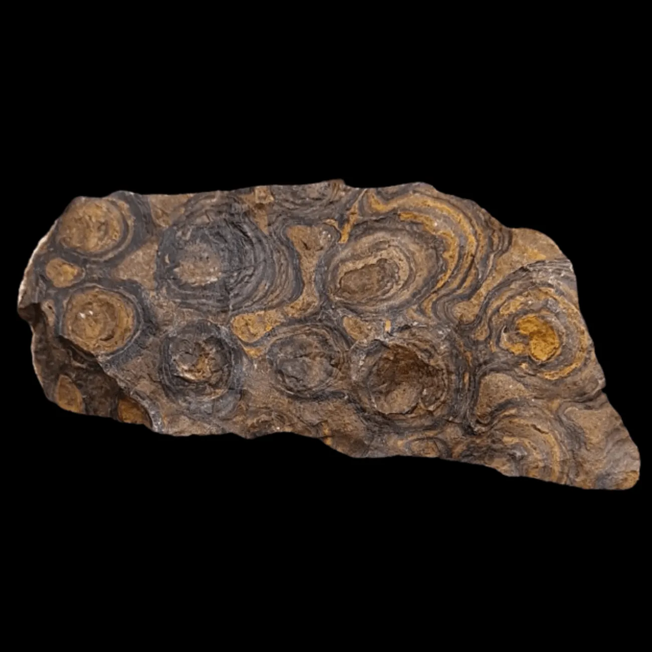 Stromatolite - Bolivia