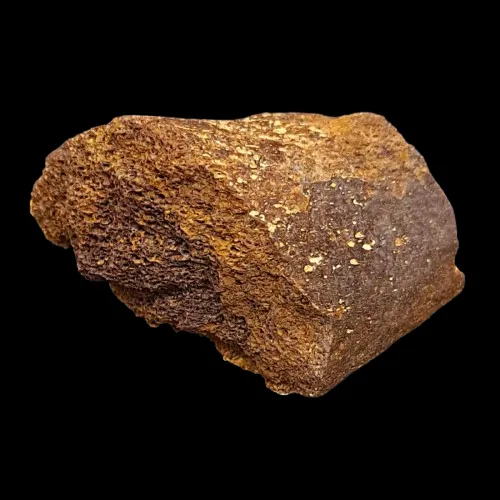 Marine Reptile Bone - UK