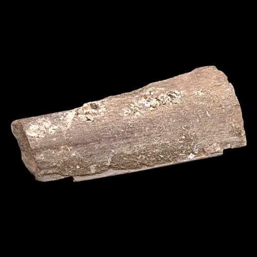 Ichthyosaur Bone - UK