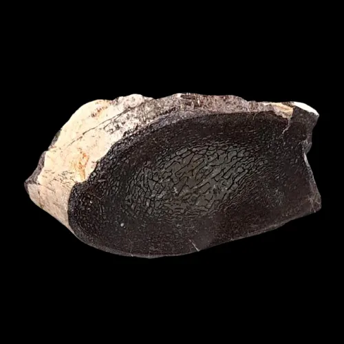Sauropod Dinosaur Bone (Cut and Polished) - UK
