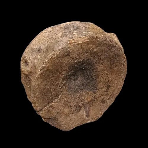 Ichthyosaur Vertebrae - UK