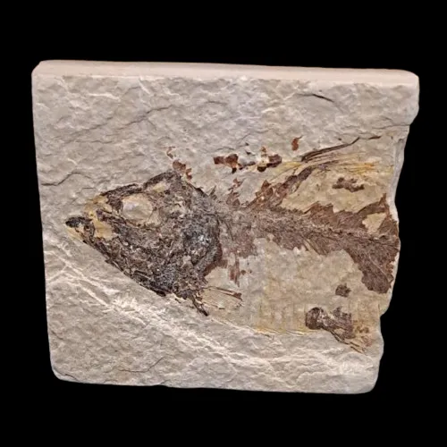 Fossiliferous Limestone Varves - USA