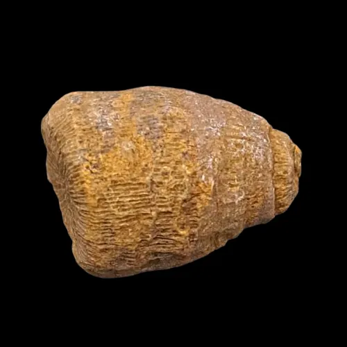 Montlivaltia sp.
