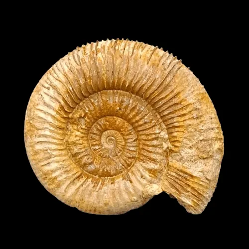 Dactylioceras sp. - Somerset