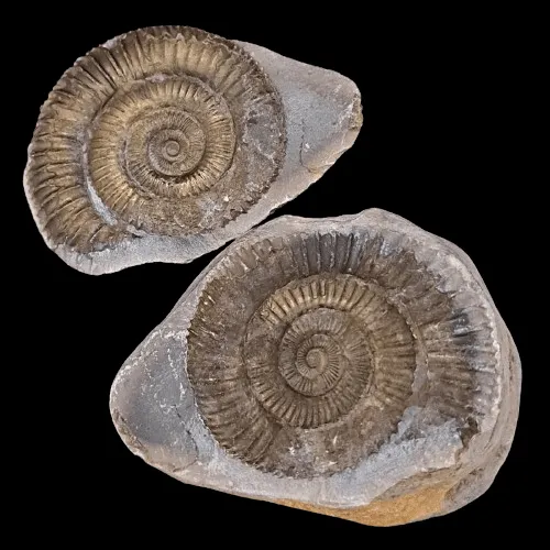 Dactylioceras commune - Positive and Negative