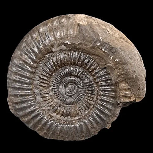 Dactylioceras commune - Positive Only