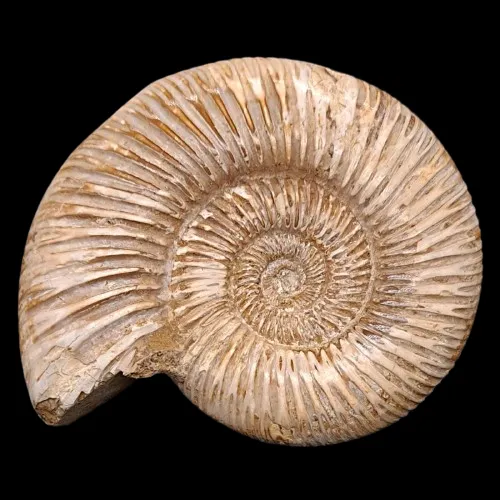 Perisphinctes sp. (Polished) - Madagascar
