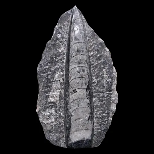 Orthoceras Single on Matrix